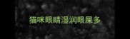 猫咪眼睛湿润眼屎多