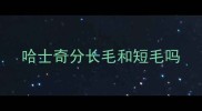 哈士奇分长毛和短毛吗