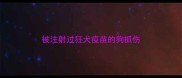 被注射过狂犬疫苗的狗抓伤