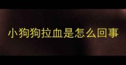 小狗狗拉血是怎么回事