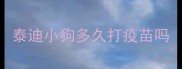 泰迪小狗多久打疫苗吗