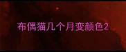布偶猫几个月变颜色
