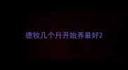 德牧几个月开始养最好