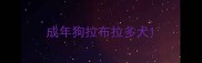 成年狗拉布拉多犬