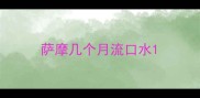 萨摩几个月流口水