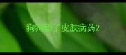 狗狗舔了皮肤病药