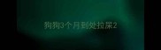 狗狗3个月到处拉屎