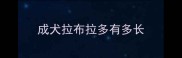 成犬拉布拉多有多长