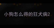 小狗怎么得的狂犬病