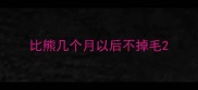 比熊几个月以后不掉毛