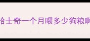哈士奇一个月喂多少狗粮啊