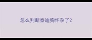 怎么判断泰迪狗怀孕了