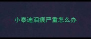小泰迪泪痕严重怎么办