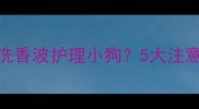如何正确使用免洗香波护理小狗5大注意事项与效果对比