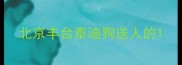 北京丰台泰迪狗送人的