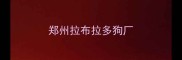 郑州拉布拉多狗厂