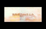 狗狗得了chd怎么办