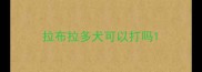 拉布拉多犬可以打吗