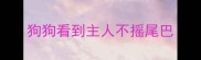 狗狗看到主人不摇尾巴
