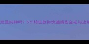 边牧尾巴会翘是纯种吗5个特征教你快速辨别金毛与边境牧羊犬真伪