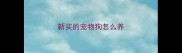 新买的宠物狗怎么养