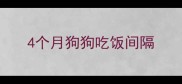4个月狗狗吃饭间隔