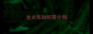 坐火车如何带小狗