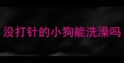 没打针的小狗能洗澡吗
