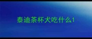 泰迪茶杯犬吃什么