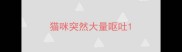 猫咪突然大量呕吐