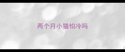 两个月小猫怕冷吗