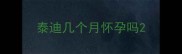泰迪几个月怀孕吗