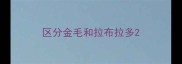 区分金毛和拉布拉多