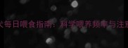 泰迪犬每日喂食指南科学喂养频率与注意事项