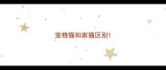 宠物猫和家猫区别