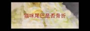 猫咪尾巴是否骨折