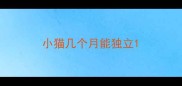 小猫几个月能独立