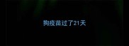 狗疫苗过了21天