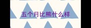 五个月比熊什么样