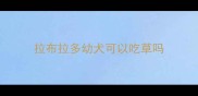 拉布拉多幼犬可以吃草吗