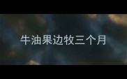 牛油果边牧三个月