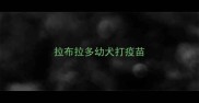 拉布拉多幼犬打疫苗