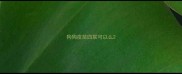 狗狗疫苗四联可以么