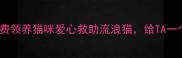 北京朝阳免费领养猫咪爱心救助流浪猫给TA一个温暖的家