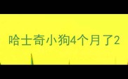 哈士奇小狗4个月了