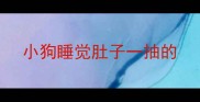 小狗睡觉肚子一抽的