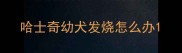 哈士奇幼犬发烧怎么办
