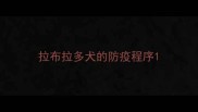拉布拉多犬的防疫程序
