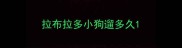 拉布拉多小狗遛多久