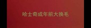哈士奇成年前大换毛
